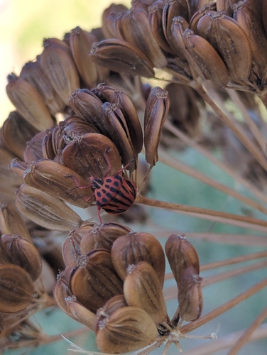 Semipunctated Shield Bug