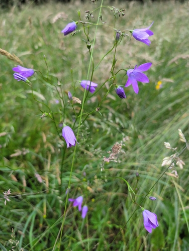 Spreading Bellflower