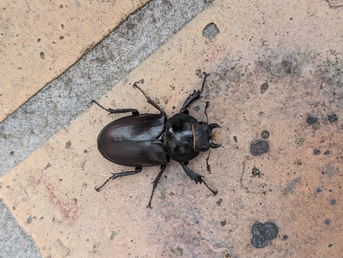 European Stag Beetle