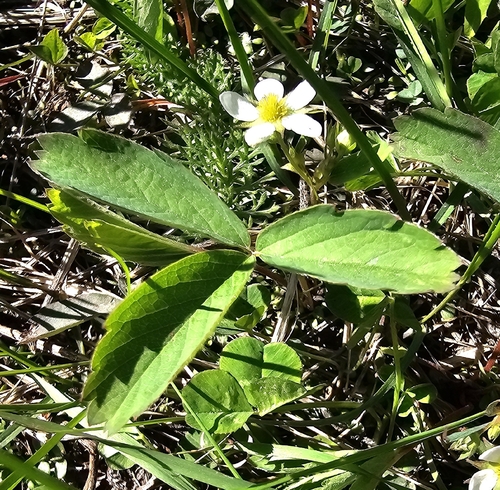 Virginia strawberry