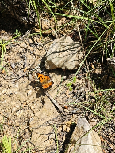 Large Tortoiseshell