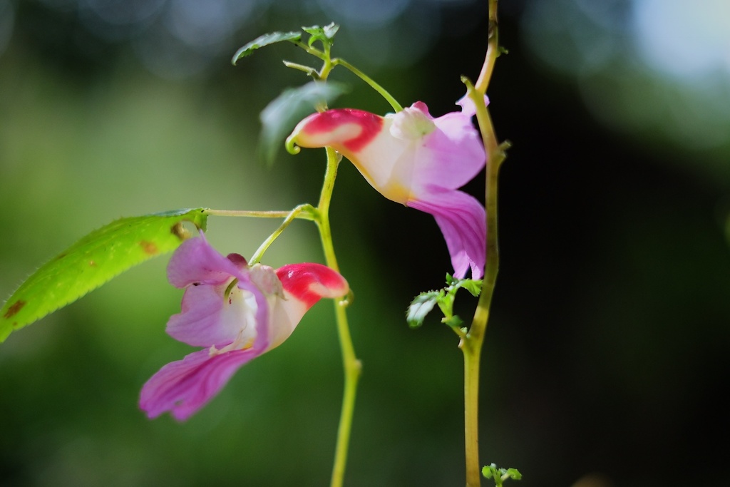 Impatiens psittacina  iNaturalist