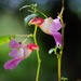 Impatiens psittacina - Photo (c) Rattanachat Intasot, all rights reserved, uploaded by Rattanachat Intasot