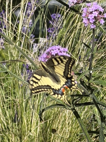 Old World Swallowtail
