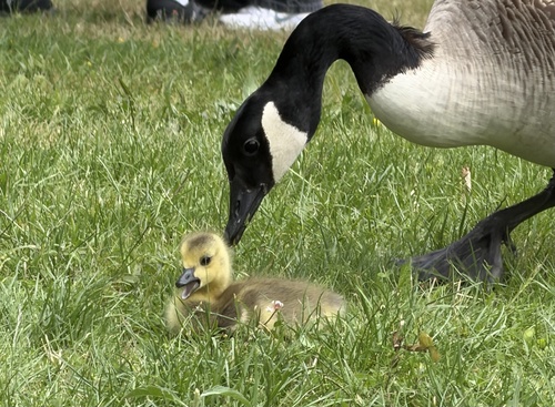Canada Goose