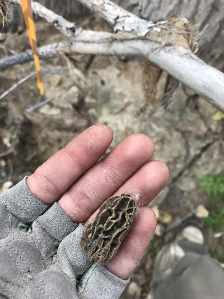 true morels from 85344, Parker, AZ, US on March 20, 2017 at 1133 AM by chasingchickadees. Very