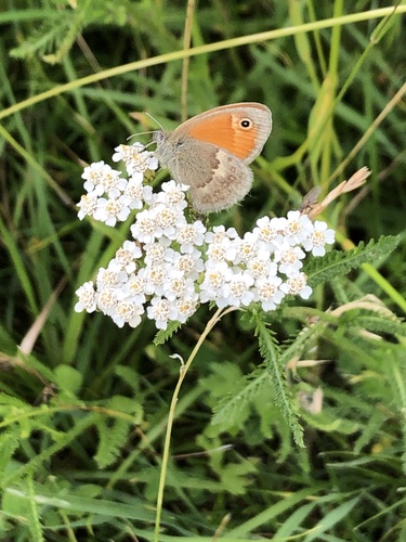 Small Heath