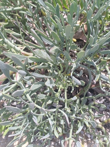 rock samphire