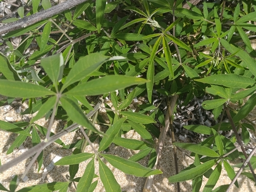 Lilac chaste tree
