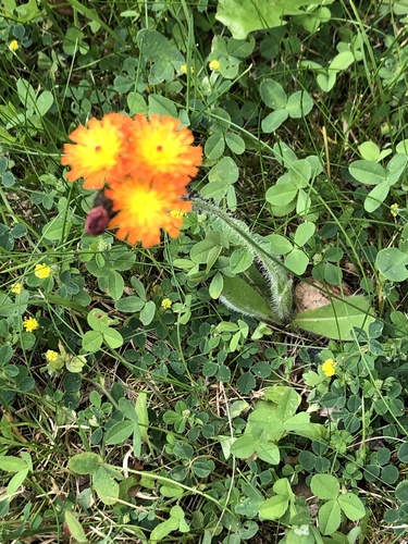 orange hawkweed