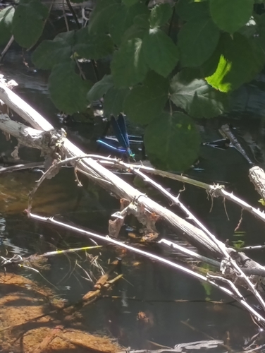 Beautiful Demoiselle