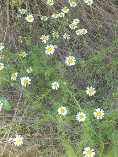 German Chamomile