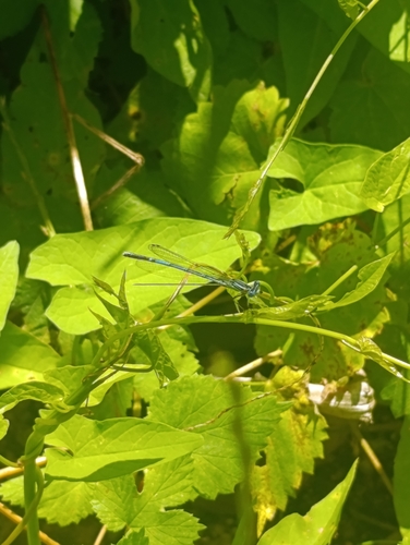 Blue Featherleg