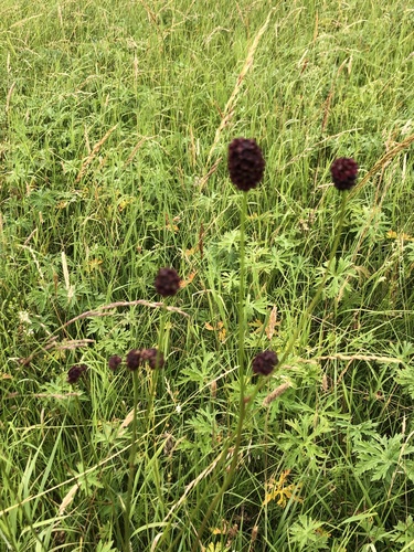 Great burnet