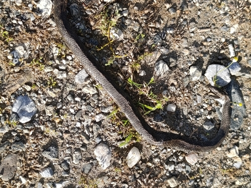 Tessellated Water Snake