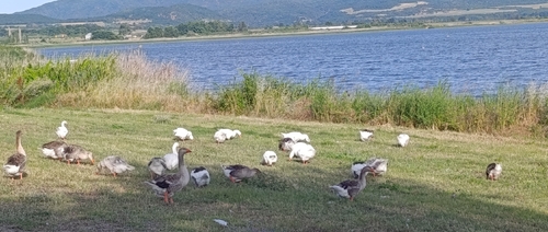 Greylag Goose