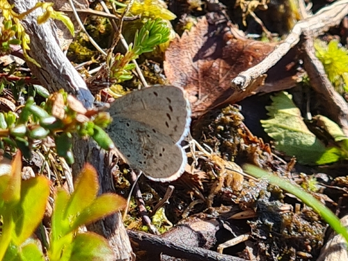 Holly Blue