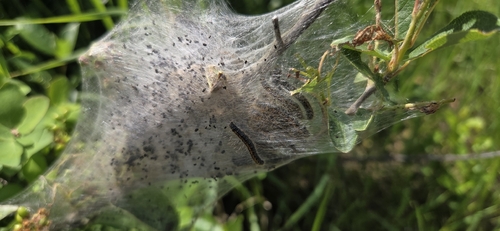 Western Tent Caterpillar Moth