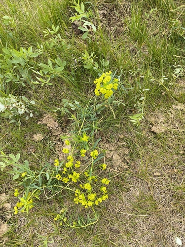 slender leafy spurge