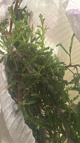 Viscid acacia