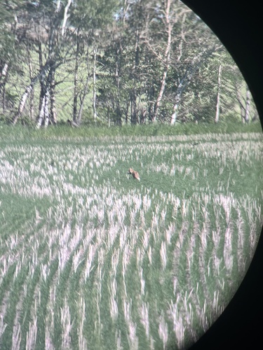 Red Fox