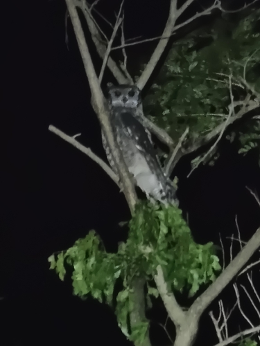 Grayish Eagle-Owl