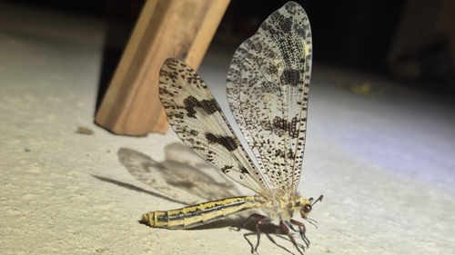 Grand Antlion