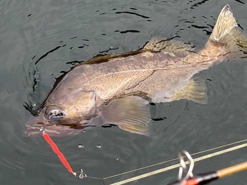 Yellowtail Rockfish
