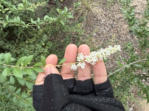 Featured image for “Quihoui privet”