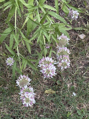 Featured image for “lemon beebalm”