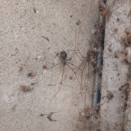 Marbled Cellar Spider