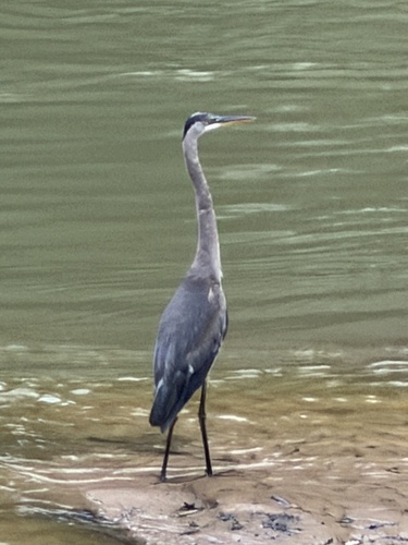 Featured image for “Great Blue Heron”