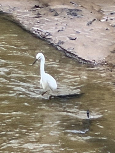 Featured image for “Snowy Egret”