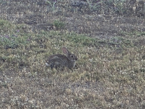 European Rabbit