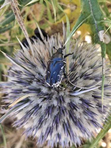 Aethiessa floralis