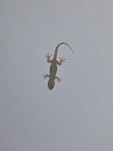 Moorish Gecko