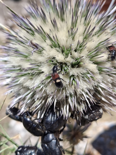 Tilloidea transversalis