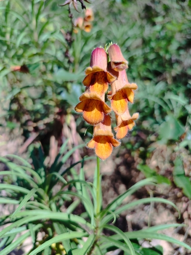 Spanish Rusty Foxglove