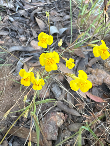 Uvedalia linearis lutea