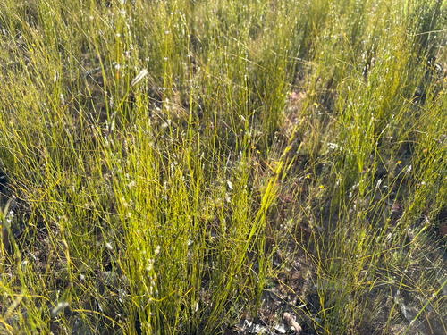 Dapsilanthus spathaceus
