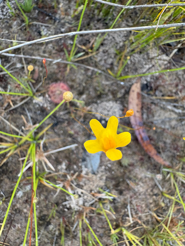 sun bladderwort