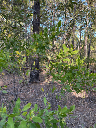 Grevillea angulata