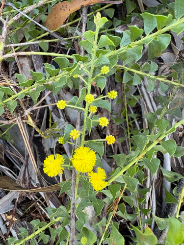 Acacia sublanata