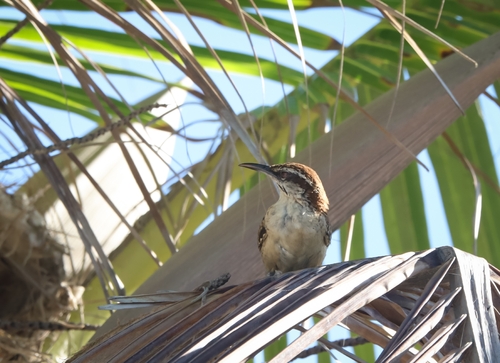 Russet-naped Wren (Campylorhynchus humilis)