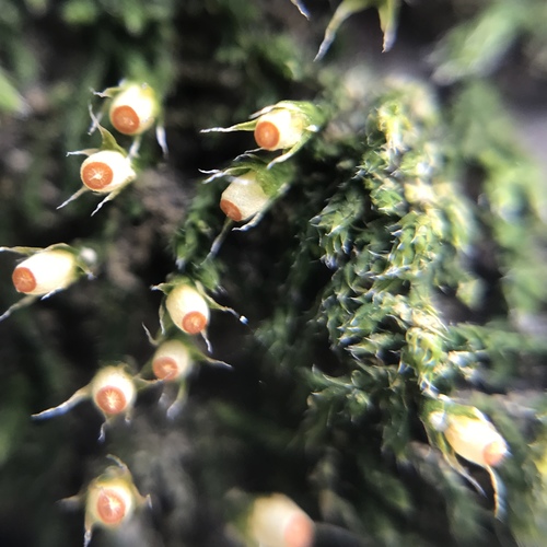 China venturiella moss (Venturiella sinensis)