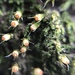 Venturiella sinensis - Photo (c) Ginko Mocizuki, todos los derechos reservados, subido por Ginko Mocizuki