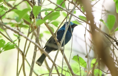 Blue Bunting (Cyanocompsa parellina)