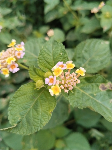 common lantana