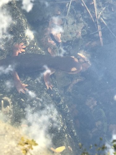 iNaturalist observation photo of Sierra Newt