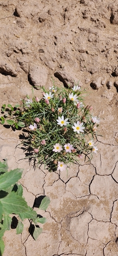 Hole-in-the-sand Plant